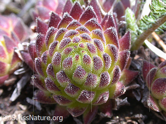 Foto: Blätter des Alpen-Hauswurz 
Lat.: Sempervium tectorum, ssp. alpinum