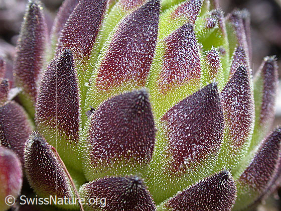 Foto: Blätter des Alpen-Hauswurz, Nahaufnahme 
Lat.: Sempervium tectorum, ssp. alpinum