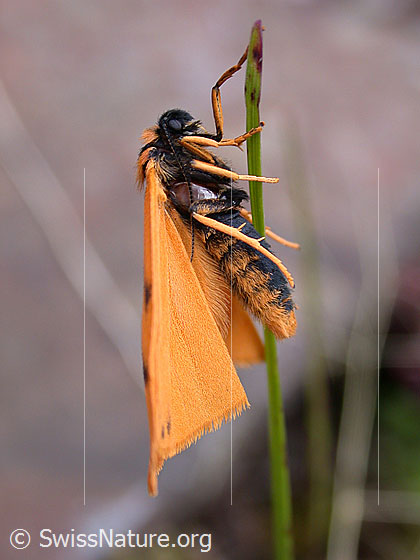 Photo: Setina aurita on blade of grass. View from the side
Lat.: Setina aurita
Family: Erebidae
Subfamily: Arctiidae