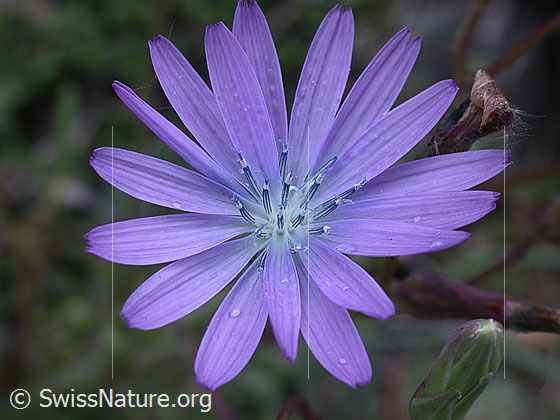 Wegwarte (Cichorium intybus)