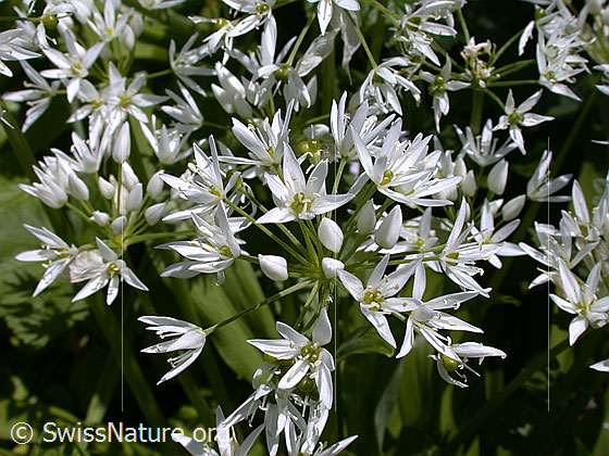 Foto: Bärlauch (Allium ursinum). Blüten.