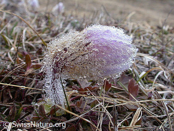 Foto: Frühlingsanemone, Pelzanemonen. An den Haaren der Blüte haben sich aus dem Nebel viele Tautropfen gebildet. 
Lat.: Pulsatilla vernalis