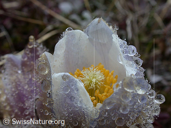 Foto: Frühlingsanemone, Pelzanemonen. An den Haaren der Blüte haben sich aus dem Nebel viele Tautropfen gebildet. Blick von schräg oben in eine Blüte. 
Lat.: Pulsatilla vernalis