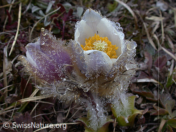 Foto: Frühlingsanemone, Pelzanemonen. An den Haaren der Blüte haben sich aus dem Nebel viele Tautropfen gebildet. Zwei aneinander geschmeigte Pflanzen. 
Lat.: Pulsatilla vernalis
Familie: Ranunculaceae (Hahnenfussgewächse)
Unterfamilie: Ranunculoideae
Gattung: Pulsatilla