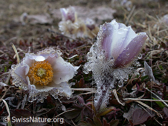 Foto: Frühlingsanemone, Pelzanemonen. An den Haaren der Blüte haben sich aus dem Nebel viele Tautropfen gebildet. Zwei aneinander geschmiegte Pflanzen. 
Lat.: Pulsatilla vernalis