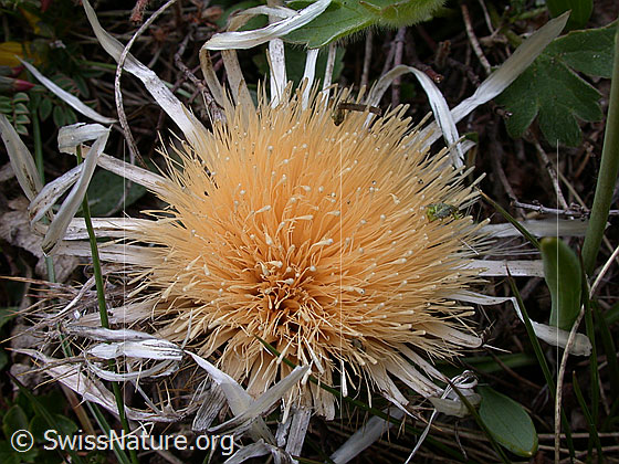 Foto: Verblühte Silberdistel 
Lat.: Carlina acaulis