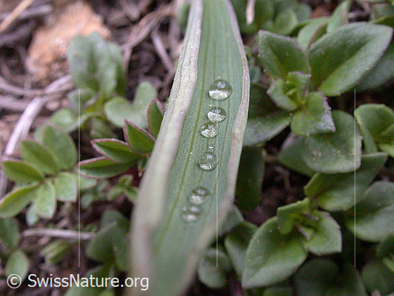 Foto: Tautropfen in Blatt eines Pyrenäen-Hahnenfuss. 
Lat.: Ranunculus kuepferi