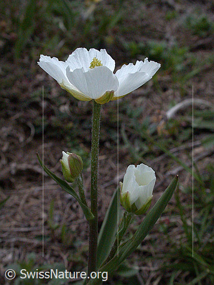 Foto: Pyrenäen-Hahnenfuss 
Lat.: Ranunculus kuepferi