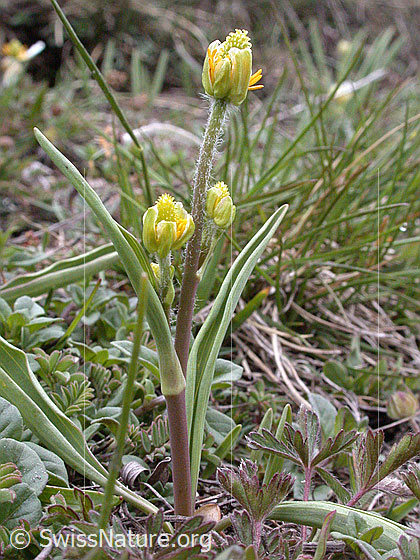 Foto: Pyrenäen-Hahnenfuss, Pflanze mit geschlossenen Blüten 
Lat.: Ranunculus kuepferi