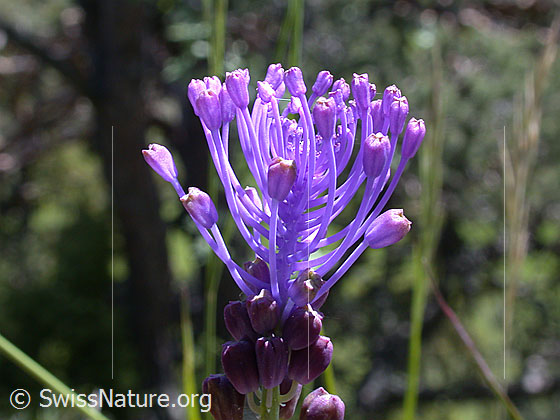 Foto: Schopfige Bisamhyazinthe (Muscari comosum). Blüte.
Lat.: Muscari comosum
Familie: Asparagaceae (Spargelgewächse)
Gattung: Muscari (Traubenhyazinthen)