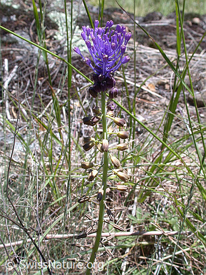 Photo: Muscari comosum. Whole plant (habiti).
Lat.: Muscari comosum
Family: Asparagaceae
Genus: Muscari