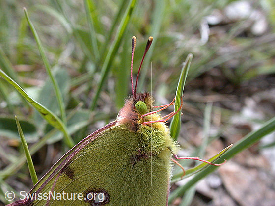 Foto: Goldene Acht an Grashalm 
Lat.: Colias hyale
