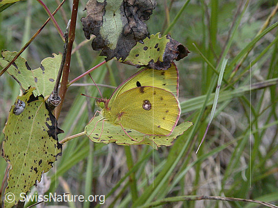 Foto: Goldene Acht auf Blatt sitzend. Sichtbar ist die gute Tarnung.
Lat.: Colias hyale