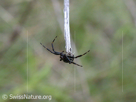 Foto: Schwarze Spinne an Grashalm