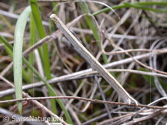 Foto: Raupe, welche bei Gefahr die Form eines kleinen Astes annimmt und so verharrt, bis die Gefahr vorbei ist. Nahaufnahme
Lat.: Scotopteryx mucronata
Familie: Geometridae