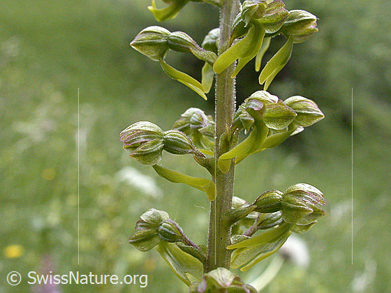Foto: Grosses Zweiblatt 
Lat.: Listera ovata
Familie: Orchidaceae