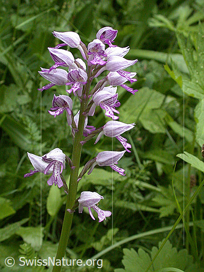 Photo: Orchis militaris. Inflorescence.
Lat.: Orchis militaris
Family: Orchidaceae
Subfamily: Orchidoideae
Genus: Orchis