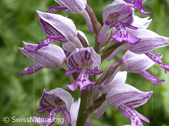 Photo: Orchis militaris. Blossoms.
Lat.: Orchis militaris
Family: Orchidaceae
Subfamily: Orchidoideae
Genus: Orchis