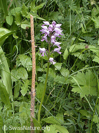 Photo: Orchis militaris. Whole plant (habiti).
Lat.: Orchis militaris
Family: Orchidaceae
Subfamily: Orchidoideae
Genus: Orchis