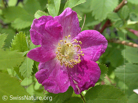 Foto: Alpen-Hagrose (Rosa pendulina). Blüte.
Lat.: Rosa pendulina
Familie: Rosaceae (Rosengewächse)
Gattung: Rosa (Rosen)