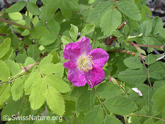Foto: Alpen-Hagrose (Rosa pendulina). Blüte und Blätter.
Lat.: Rosa pendulina
Familie: Rosaceae (Rosengewächse)
Gattung: Rosa (Rosen)