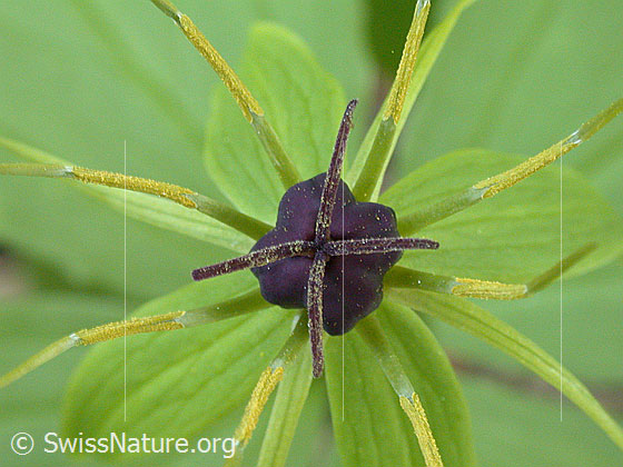 Photo: Paris quadrifolia. Blossom.
Lat.: Paris quadrifolia
Family: Melanthiaceae
Genus: Paris