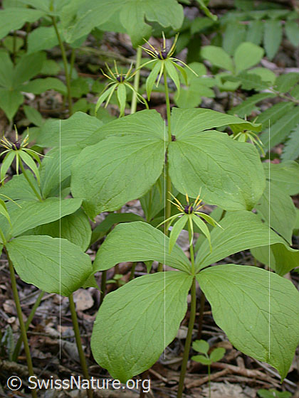 Photo: Paris quadrifolia. Whole plant (habiti).
Lat.: Paris quadrifolia
Family: Melanthiaceae
Genus: Paris