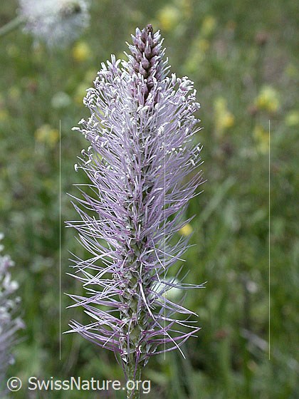 Foto: Mittlerer Wegerich 
Lat.: Plantago media