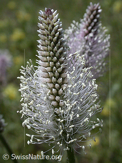 Foto: Mittlerer Wegerich 
Lat.: Plantago media