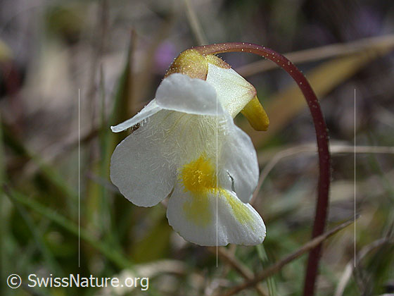 Alpen-Fettblatt, Blüte
