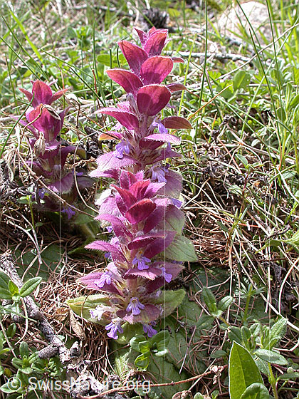 Photo: Ajuga pyramidalis. Whole plant (habiti).
Lat.: Ajuga pyramidalis
Family: Lamiaceae
Genus: Ajuga