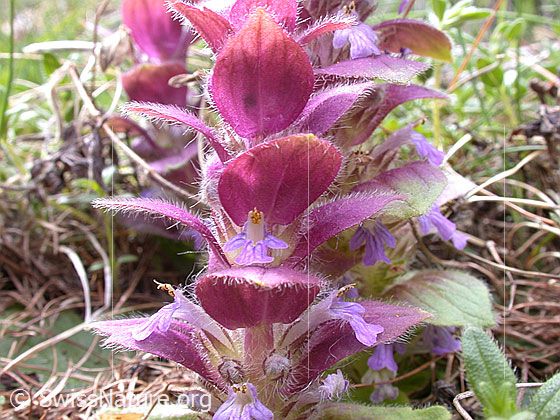 Photo: Ajuga pyramidalis. Blossom and leaves.
Lat.: Ajuga pyramidalis
Family: Lamiaceae
Genus: Ajuga
