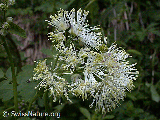 Foto: Akeleiblättrige Wiesenraute 
Lat.: Thalictrum aquilegiifolium 
Familie: Ranunculaceae