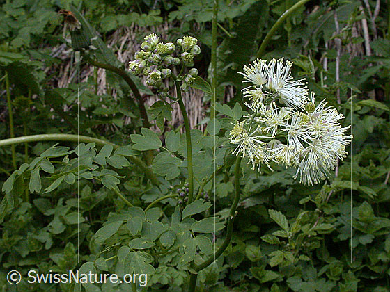Foto: Akeleiblättrige Wiesenraute 
Lat.: Thalictrum aquilegiifolium 
Familie: Ranunculaceae