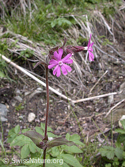 Foto: Rote Waldnelke (Silene dioica). Blüte, Stängel und Blatt 
Lat.: Silene dioica
Familie: Caryophyllaceae (Nelkengewächse)
Gattung: Silene (Leimkräuter)