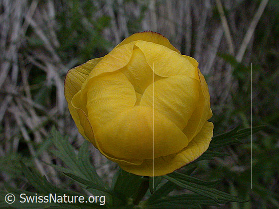 Foto: Europäische Trollblume 
Lat.: Trollius europaeus