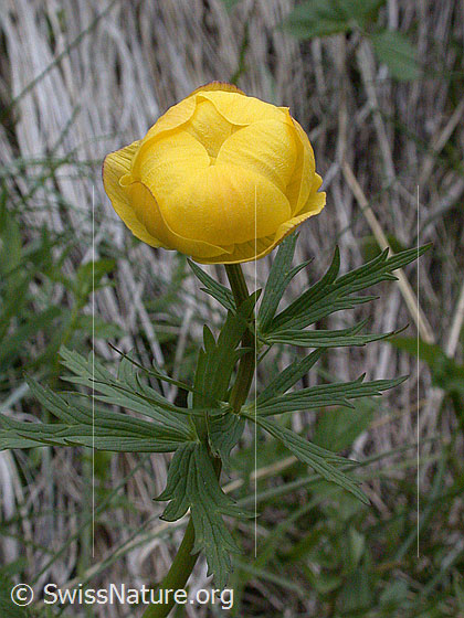 Foto: Europäische Trollblume 
Lat.: Trollius europaeus