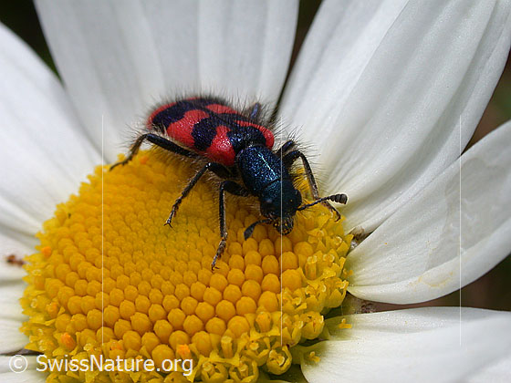Foto: Zottiger Bienenkäfer (Trichodes alvearius) auf Gewöhnlicher Wiesen-Margerite (Leucanthemum vulgare).