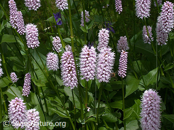 Schlangen-Knöterich (Polygonum bistorta)