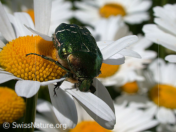 Foto: Rosenkäfer auf Margerite