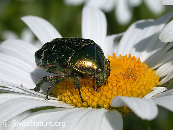 Foto: Rosenkäfer auf Margerite
Lat.: Cetonia aurata
Familie: Scarabaeidae