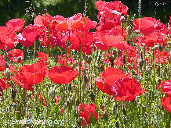 Foto: Klatsch-Mohn