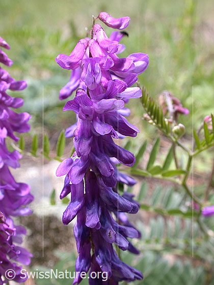 Foto: Graue Vogelwicke (Vicia cracca ssp. incana). Blütenstand.
Lat.: Vicia cracca ssp. incana
Familie: Fabaceae (Schmetterlingsblütler)
Gattung: Vicia