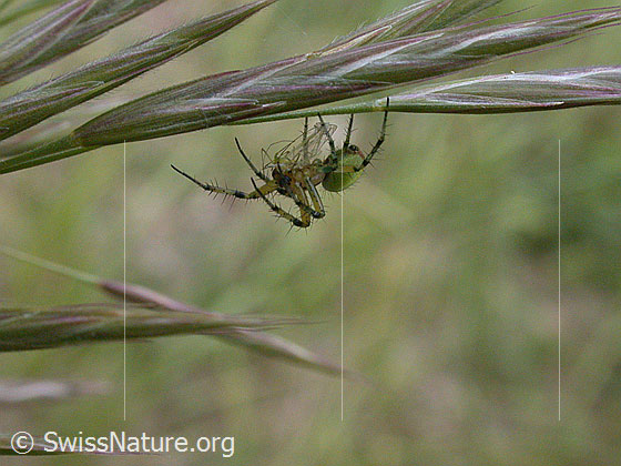 Foto: Grünliche Spinne an Grashalm