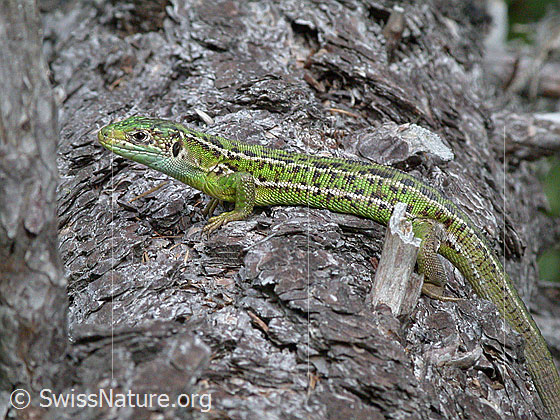 Foto: Smaragdeidechse (Lacerta bilineata) auf Baumstamm. Die Smaragdeidechse ist die grösste in der Schweiz heimische Eidechse.