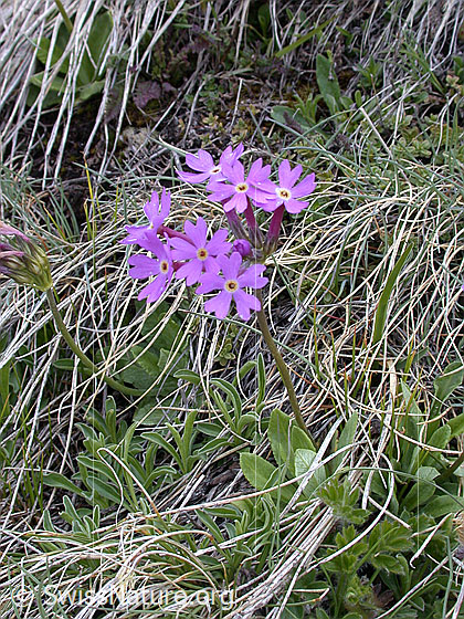 Photo: Primula halleri. Whole plant (habiti).
Lat.: Primula halleri
Family: Primulaceae
Genus: Primula