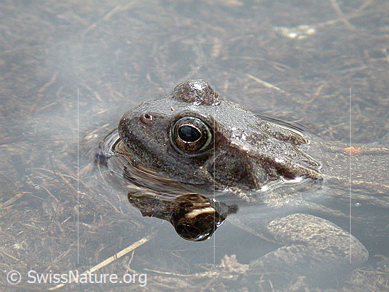 Foto: Grasfrosch (Rana temporaria). Nur der Kopf ragt aus dem Wasser. Spiegelung.
Lat.: Rana temporaria
Familie: Ranidae (Echte Frösche)
Gattung: Rana (Echte Frösche)