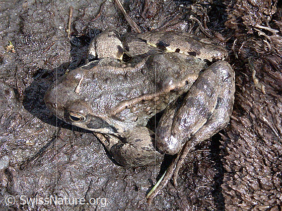 Foto: Grasfrosch (Rana temporaria). Ansicht von oben.
Lat.: Rana temporaria
Familie: Ranidae (Echte Frösche)
Gattung: Rana (Echte Frösche)