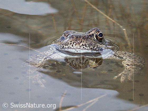 Foto: Grasfrosch (Rana temporaria). Aufnahme von vorne, nahe über der Wasseroberfläche. Der Frosch hat ein Auge geschlossen. Spiegelung. 
Lat.: Rana temporaria
Familie: Ranidae (Echte Frösche)
Gattung: Rana (Echte Frösche)