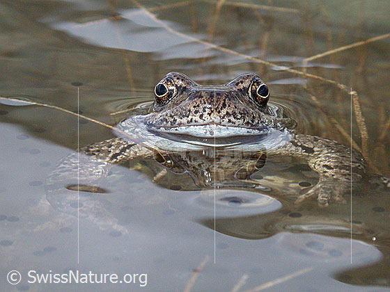 Foto: Grasfrosch (Rana temporaria). Aufnahme von vorne, nahe über der Wasseroberfläche. Spiegelung. 
Lat.: Rana temporaria
Familie: Ranidae (Echte Frösche)
Gattung: Rana (Echte Frösche)